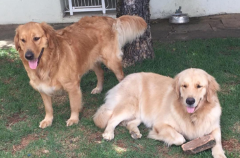 Paraíso Canino na Pampulha: Descubra o Hotelzinho para Cachorros que seus Amigos de Quatro Patas Merecem